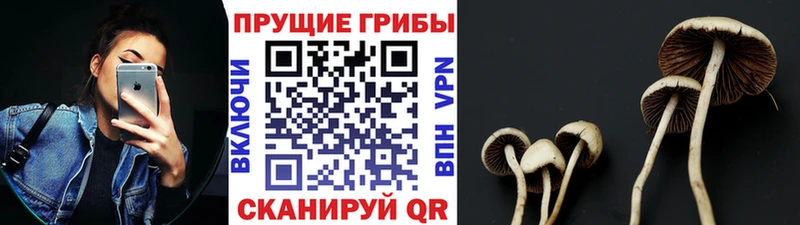 Галлюциногенные грибы GOLDEN TEACHER  где купить наркотик  Вольск 